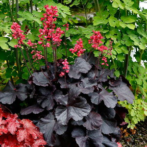 Ԃ̕c/q[PFubNtHXgP[L3|bg