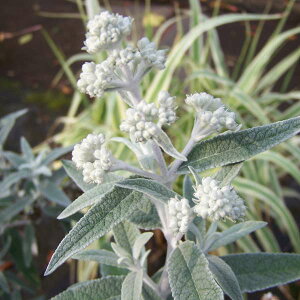 Ԗ ؂̕c/ubhAFVo[Ajo[T[3`3.5|bg