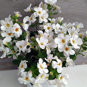 Ԃ̕c/oRpFJv\W{ zCg3.5|bg