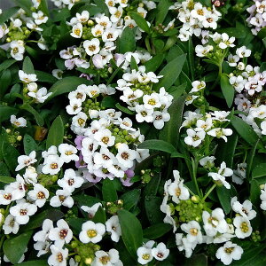 Ԃ̕c/AbTFA[zCg3|bg 12Zbg