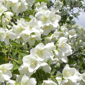 Ԗ ؂̕c/oCJEcMi~ԃEcMjFClC3|bg