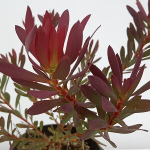 Ԗ ؂̕c/[JfhFfrYubV 5A