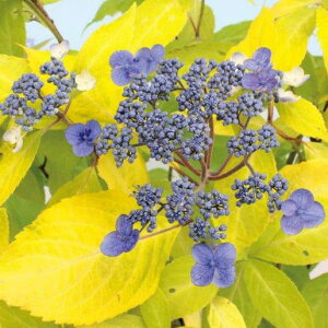 Ԗ ؂̕c/}AWTCFĕPiIESAcqj3|bg