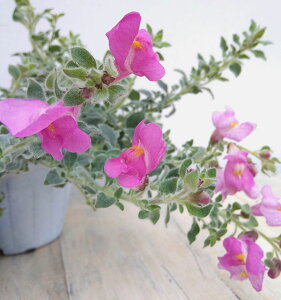 Ԃ̕c/iAihjFVo[sN3.5|bg