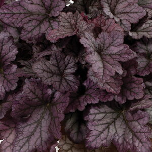 Ԃ̕c/q[PFp[vCtHXg3|bg