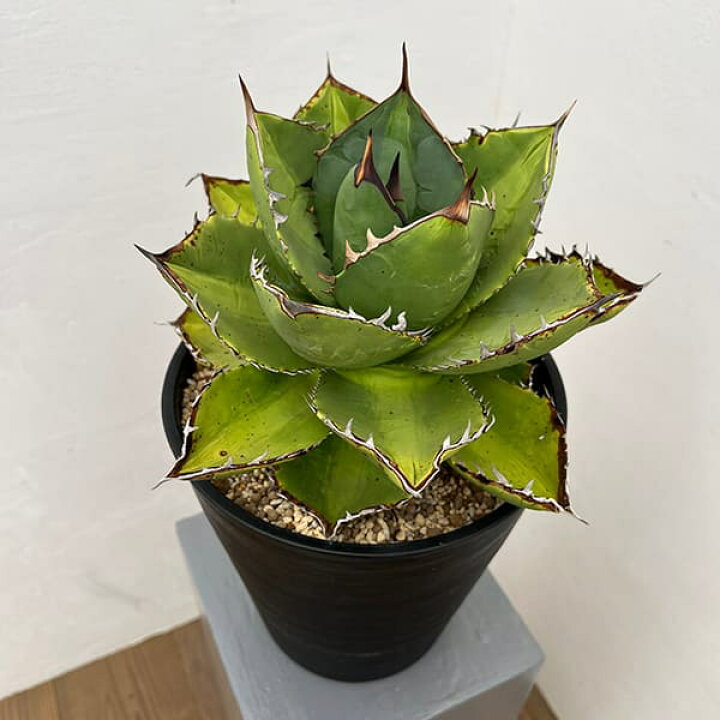 楽天市場】観葉植物/[送料無料]アガベ：オテロイ（FO-076 エフオーゼロ 