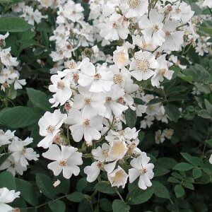 o̕c/oijFmCoiT eBt[M18j4|bg