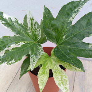 Ԗ ؂̕c/cfFۍi(j4|bg