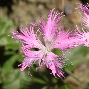 R쑐̕c/JifVRi͌qjF2.5-3|bg