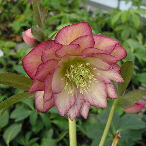 NX}X[YF*GKXV[h4.5|bg