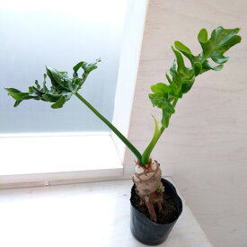 観葉植物/フィロデンドロン：セローム根上がり　3号ポット
