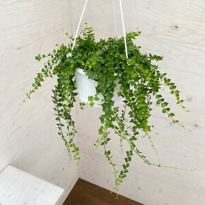 観葉植物 ディスキディア 農業資材 ガーデニング用品の人気商品 通販 価格比較 価格 Com