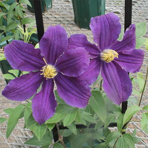 N}`X̕c/N}`XFnh\o[4O|bgiCeOtHAnj