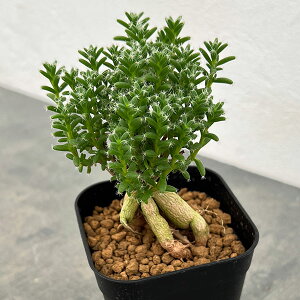 ϗtA/gRfBAf}Fu{T@Pg@3XNGA