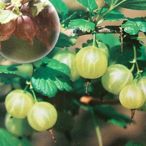 ʎ̕c/O[Yx[ijFsNXEF4`5|bg