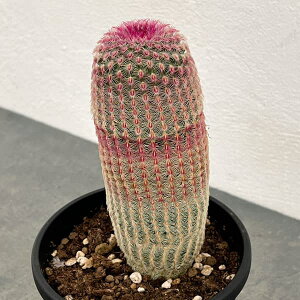 ϗtA/T{eFGLmZEX z 4A