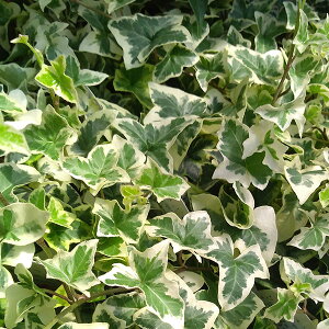 Ԃ̕c/wfFփbNX Lm3|bg