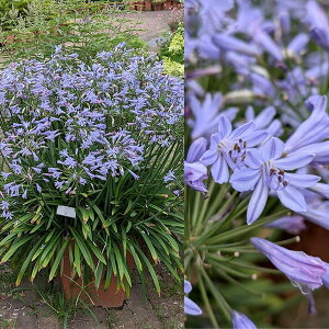 Ԃ̕c/AKpTXFT}[uu[3.5|bg