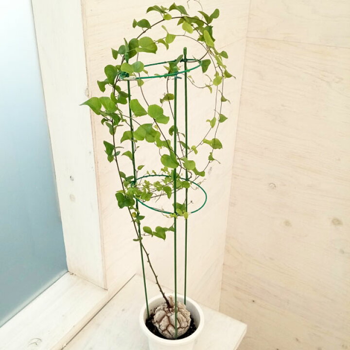 楽天市場 観葉植物 送料無料 キッコウリュウ 亀甲竜 4号鉢植え 小 21 01 休眠株 園芸ネット プラス 楽天市場 観葉植物 送料無料 キッコウリュウ 亀甲竜 4号鉢植え 小 21 01 休眠株 園芸ネット プラス