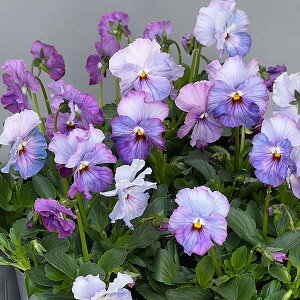 Ԃ̕c/RNVpW[FG[17iZueB[j3.5|bg