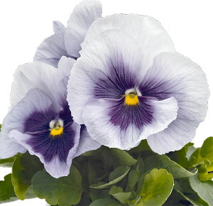 Ԃ̕c/pW[FCXpCAvX@^bNu[ub`3`3.5|bg