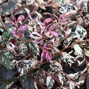 Ԗ ؂̕c/gL}TNFʁi/Ђj5|bg