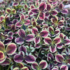 Ԃ̕c/vZXN[o[EGXe2.5`3|bg 6Zbg