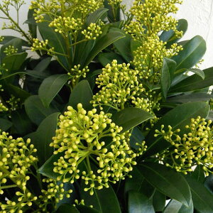 Ԗ ؂̕c/XL~AFtB`[3.5A