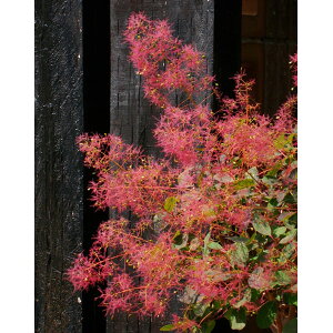 Ԗ ؂̕c/X[Nc[F_XL[Cf4.5|bg