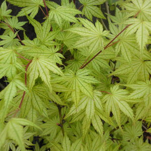 Ԗ ؂̕c/~WFiAIVM^cTj4`5|bg