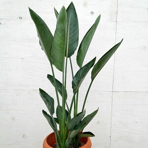 ϗtA/Xg`AFMliɊyԁj@8A