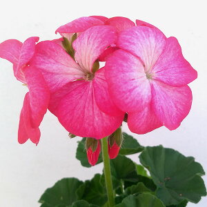 Ԃ̕c/[jEFsgv~AilIsNj3-3.5|bg