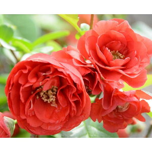 Ԗ ؂̕c/{Pi؉ZjF\diWEjqgGj3|bg