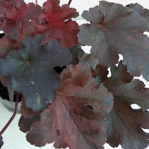 Ԃ̕c/q[PF~bhiCgbtY3-3.5|bg