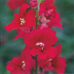 Ԃ̕c/LM\EijFeBJ[x։ԁip[vENo7j3|bg 2Zbg