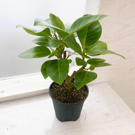 観葉植物/フィカス：アルテシマ　5号鉢植え