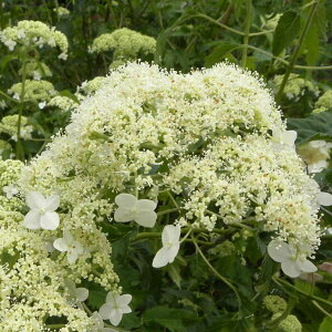 Ԗ ؂̕c/AWTCiAJjFGh[X 3-3.5|bg