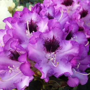 Ԗ ؂̕c/VNiQiΓԁjFij 5A