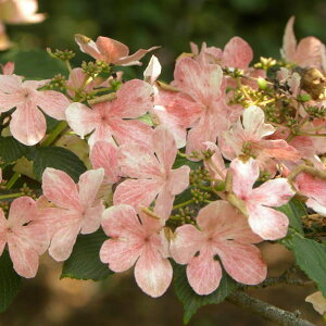 Ԗ ؂̕c/ro[iF sNr[eB[4|bg