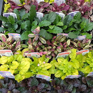 AWKF܂~bNX2.5-3|bg 4Zbg