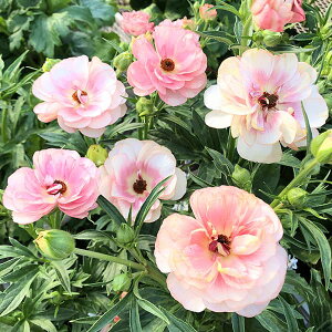 ���Ԃ̕c/���i���L�����X�F���b�N�X �w����3.5-4���|�b�g