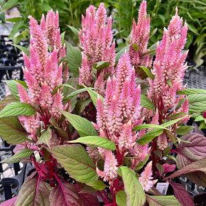 Ԃ̕c/PCgEiZVAjFX}[gbN }eBJ3.5|bg