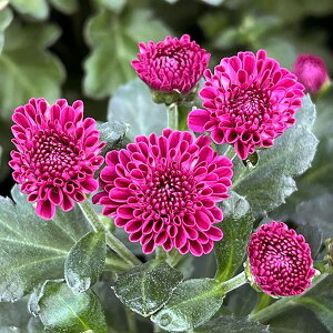 Ԃ̕c/oGb^}iԕtecjF}tB[3.5|bg