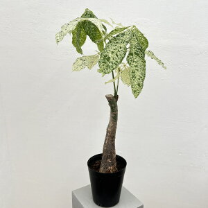 ϗtA/pLF~L[EFC 625-02