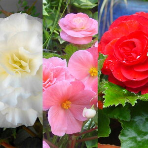 Ԃ̕c/tH[`xSjAF3.5|bg3FZbg