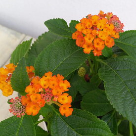 草花の苗/ランタナ：ジェム　コンパクト　オレンジファイア3.5号ポット