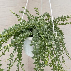 ϗtA/fBXLfBAF~In[giXLtHAj5݂蔫