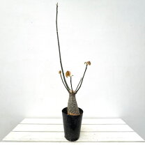 楽天市場】ボンバックス（観葉植物｜花・観葉植物）：花・ガーデン 