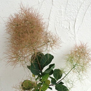 Ԗ ؂̕c/X[Nc[FxXgsN7|bg