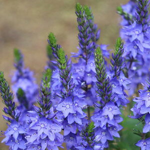 Ԃ̕c/xjJFN[^[CNu[3-3.5|bg